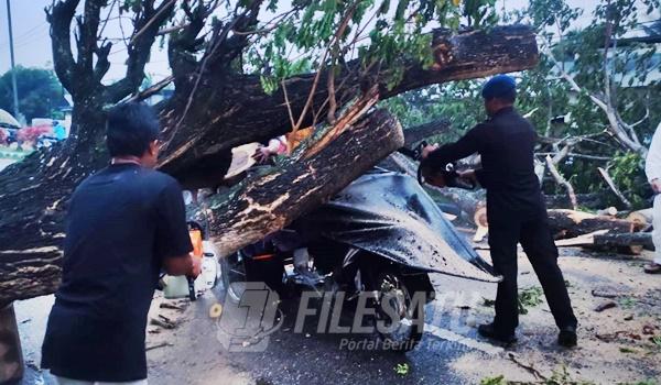 Bentor tertimpa pohon tumbang akibat hujan deras