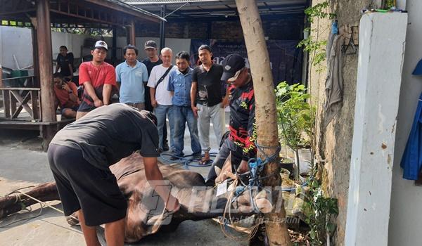 PWI dan SMSI Karawang Berqurban Satu Ekor Sapi dan Tiga Ekor Kambing