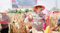 Kapolres Jember saat Ikut Panen Raya dan Tanam Jagung di Lojejer, Wuluhan Kapolres Jember saat Ikut Panen Raya dan Tanam Jagung di Lojejer, Wuluhan