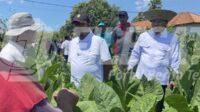 Bupati Sumenep saat tinjau Kebun Tembakau Bupati Sumenep saat tinjau Kebun Tembakau
