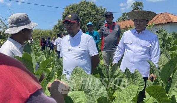 Bupati Sumenep saat tinjau Kebun Tembakau