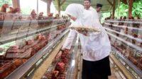 Desa di Banyuwangi Bangun Peternakan Ayam Petelur untuk Penuhi Gizi Warga Miskin