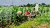 Polsek Klari Pantau Langsung Pertumbuhan Tanaman Jagung di Pancawati Polsek Klari Pantau Langsung Pertumbuhan Tanaman Jagung di Pancawati