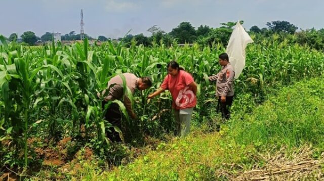 Polsek Klari Pantau Langsung Pertumbuhan Tanaman Jagung di Pancawati