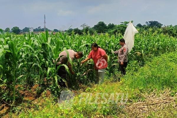 Polsek Klari Pantau Langsung Pertumbuhan Tanaman Jagung di Pancawati