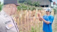 Anngota Polsek Klari Turun Langsung ke Sawah Kawal Swasembada Pangan