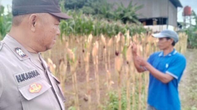 Anngota Polsek Klari Turun Langsung ke Sawah Kawal Swasembada Pangan