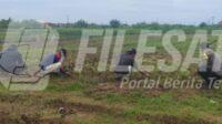 Polsek Klari dan Kelompok Tani Bahu-Membahu Pupuk Jagung Hibrida Dukung, Swasembada Pangan, Polsek Klari, dan, Kelompok Tani, Bahu-Membahu ,Pupuk, Jagung, Hibrida,