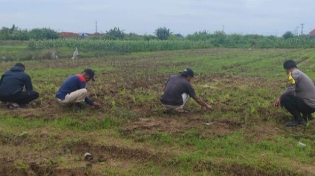Dukung, Swasembada Pangan, Polsek Klari, dan, Kelompok Tani, Bahu-Membahu ,Pupuk, Jagung, Hibrida,