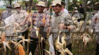 Satreskrim Polres Karawang Dampingi Petani Jagung