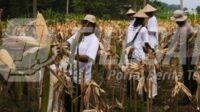 Satreskrim Polres Karawang Dampingi Petani Jagung Optimalkan Lahan Produktif Satreskrim Polres Karawang Dampingi Petani Jagung Optimalkan Lahan Produktif