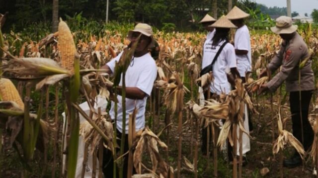Satreskrim Polres Karawang Dampingi Petani Jagung Optimalkan Lahan Produktif