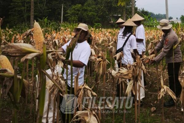 Satreskrim Polres Karawang Dampingi Petani Jagung Optimalkan Lahan Produktif