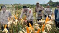 Satreskrim Polres Karawang Tanam Jagung Hibrida di Pancawati