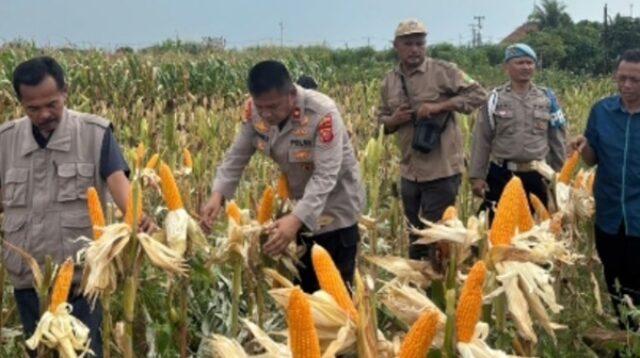 Satreskrim Polres Karawang Tanam Jagung Hibrida di Pancawati