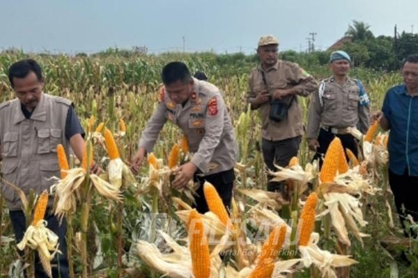Satreskrim Polres Karawang Tanam Jagung Hibrida di Pancawati