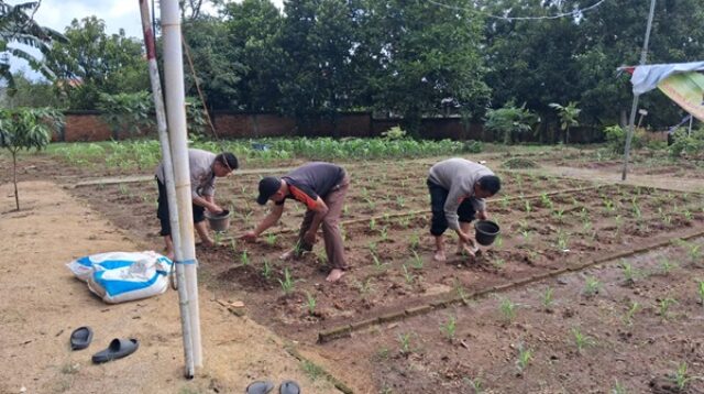 Sinergi Polsek dan Muspika Klari Tanam Jagung Hibrida di Pancawati