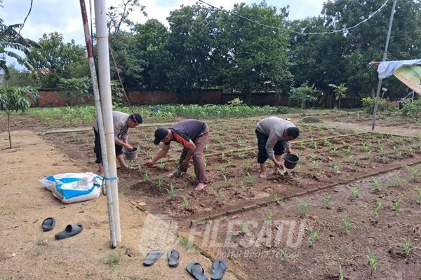 Sinergi Polsek dan Muspika Klari Tanam Jagung Hibrida di Pancawati