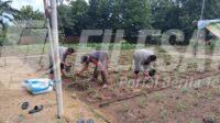 Sinergi Polsek dan Muspika Klari Tanam Jagung Hibrida di Pancawati Sinergi Polsek dan Muspika Klari Tanam Jagung Hibrida di Pancawati