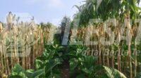 IMG-20260802-WA0010