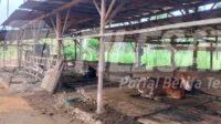 Dua Ekor Sapi Milik Jagal di Kedungjajang Digondol Maling, Kerugian Puluhan Juta Rupiah